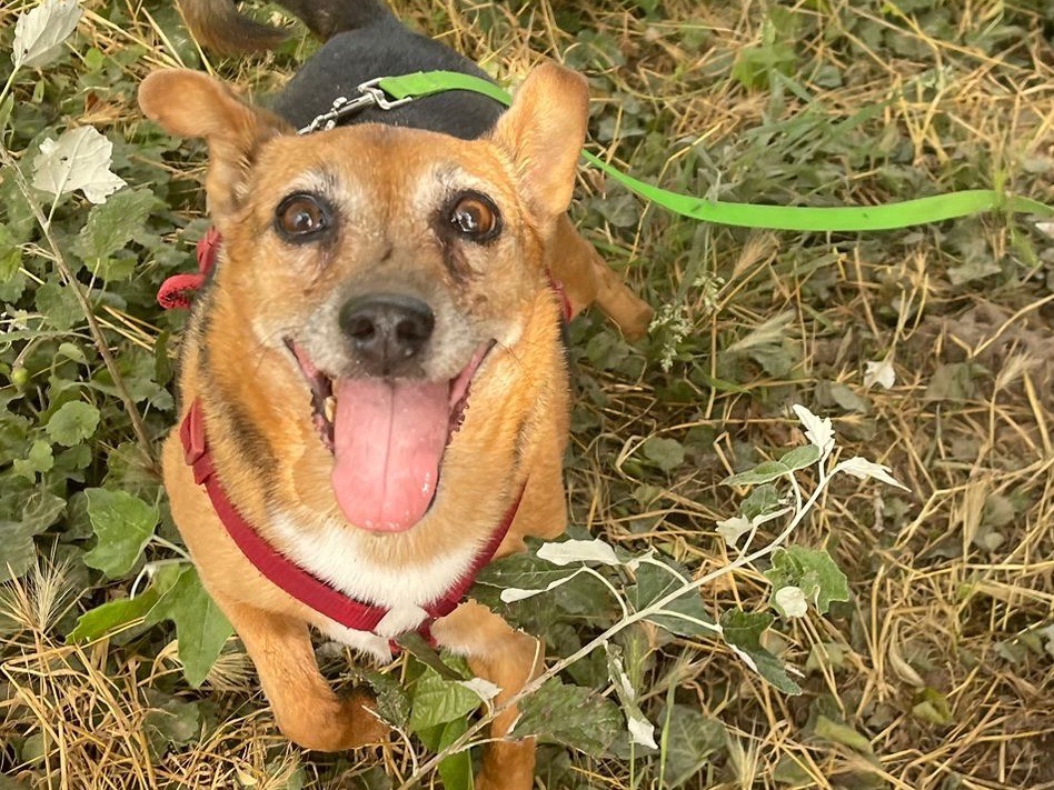 Adotta un cane, taglia media contenuta, femmina, Bergamo