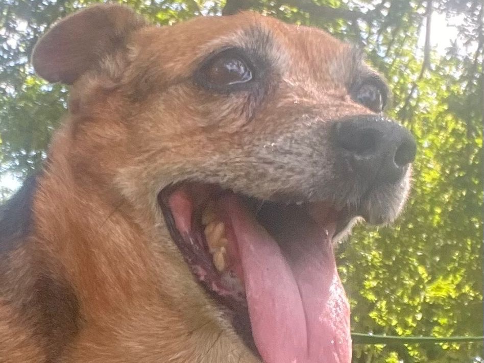 Adotta il cane CAMILLA a Bergamo