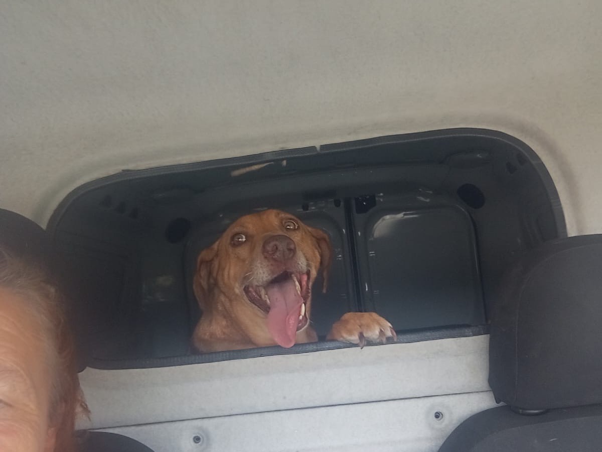 Vuoi adottare un cane a Bergamo?