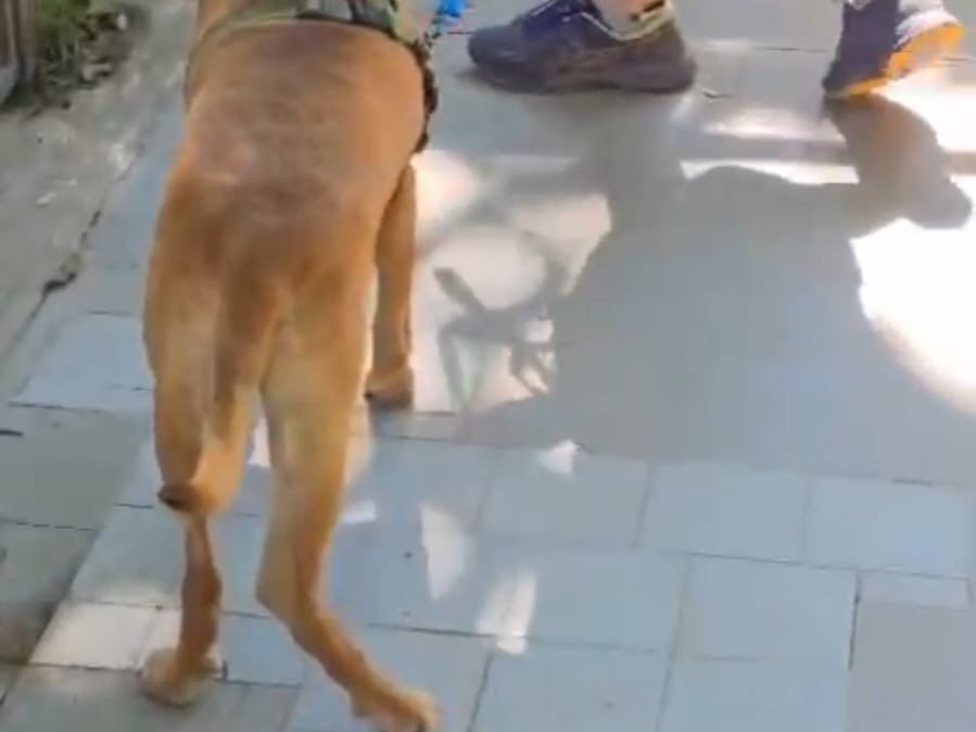 Adotta il cane CHARLIE a Bergamo