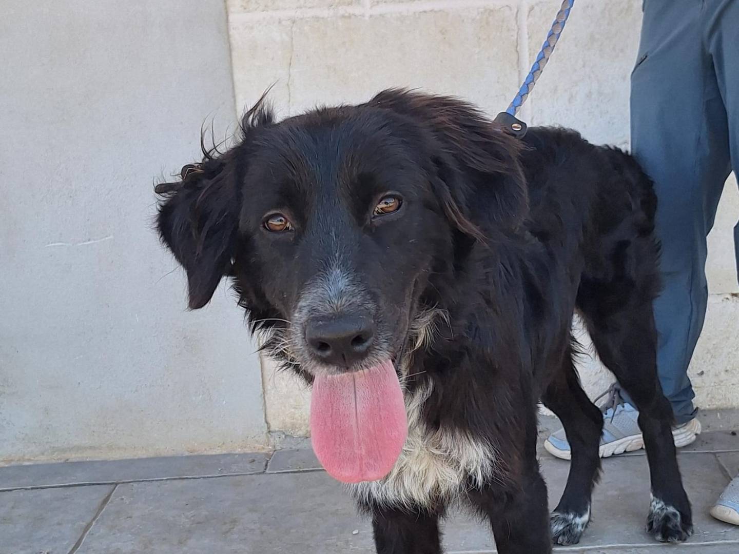 Adozione cane, femmina, Border Collie Setter Inglese, 6 mesi, taglia media, Trieste