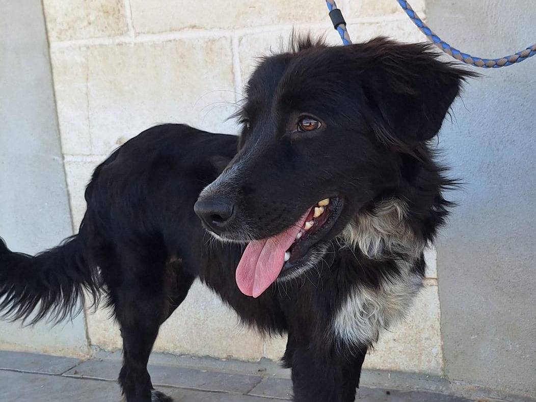 Adotta un cane, femmina, 6 mesi, Trieste