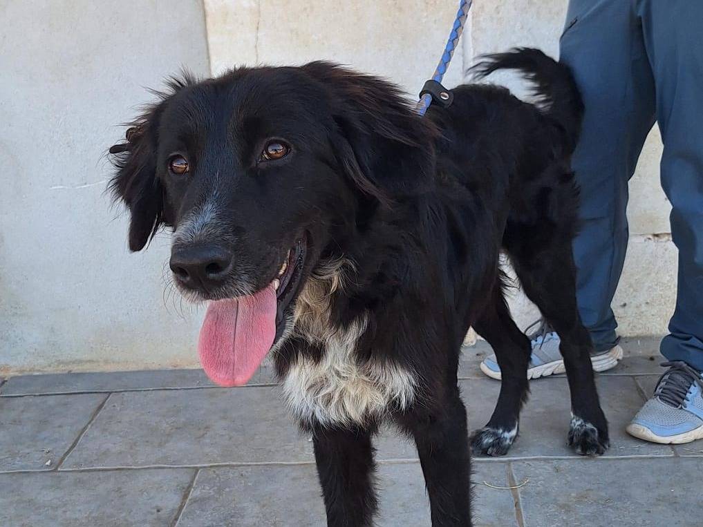 Adotta un cane, taglia media, femmina, Trieste