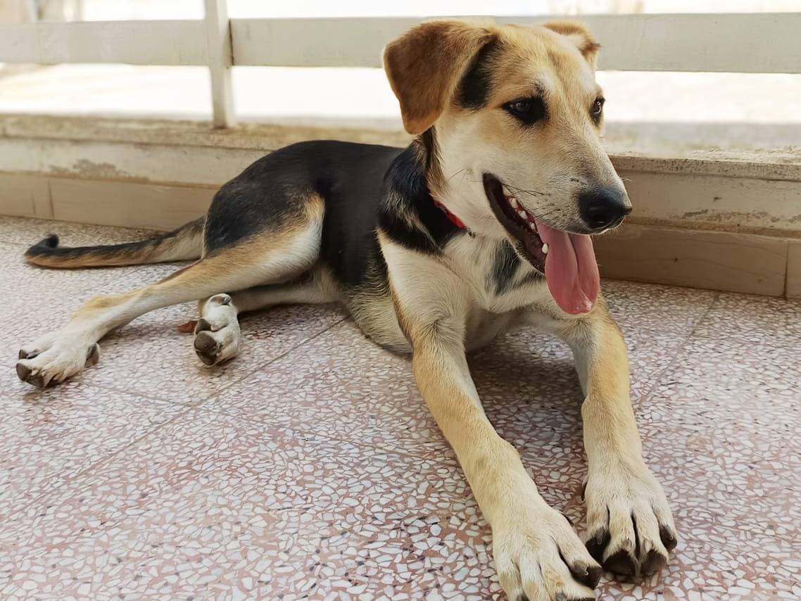 Adozione cane, maschio, Razza sconosciuta Razza sconosciuta, 9 mesi, taglia media, Brescia