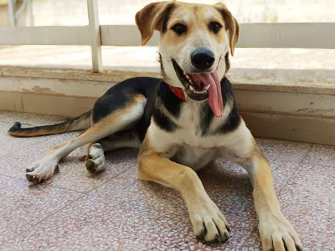 Adotta un cane, maschio, 9 mesi, Brescia