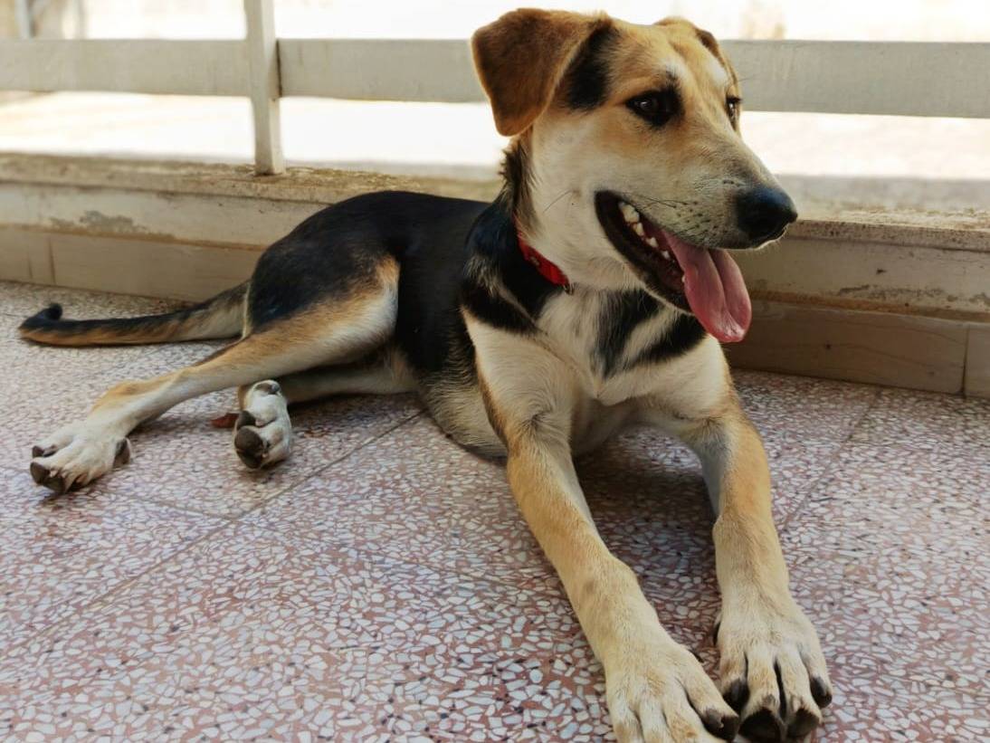 Adotta un cane, taglia media, maschio, Brescia