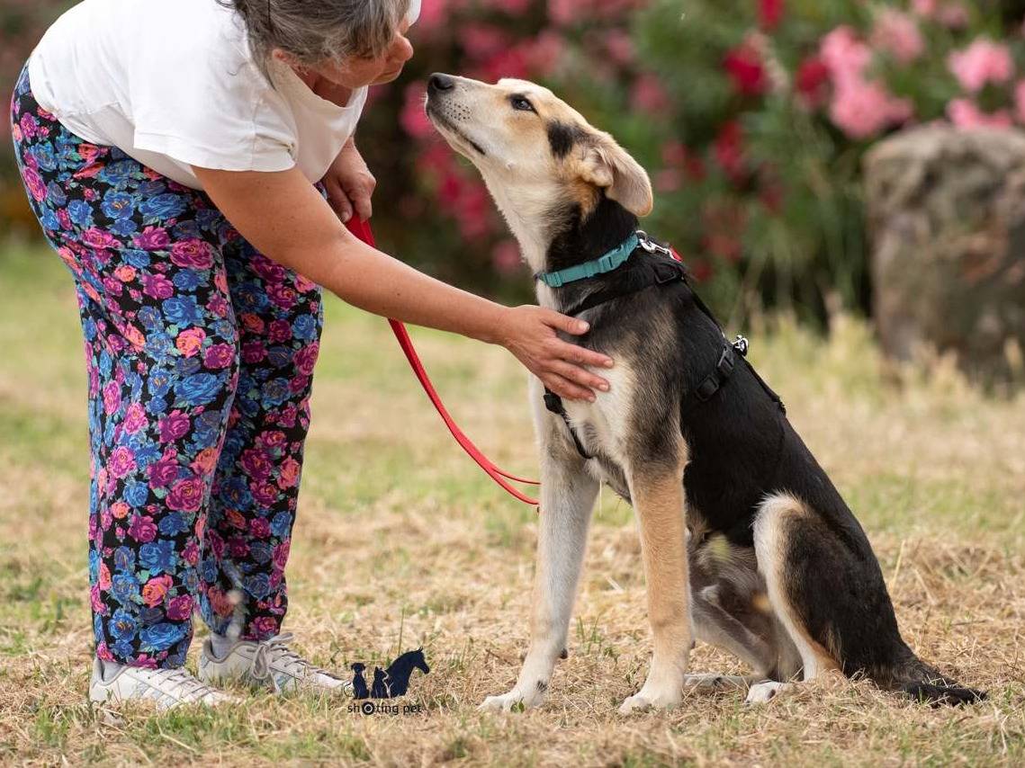 Vuoi adottare un cane a Brescia?