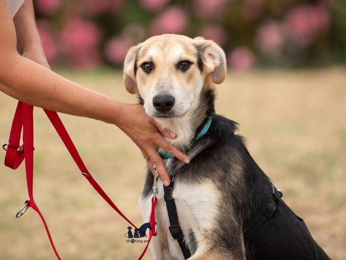 Adotta il cane Baloo a Brescia