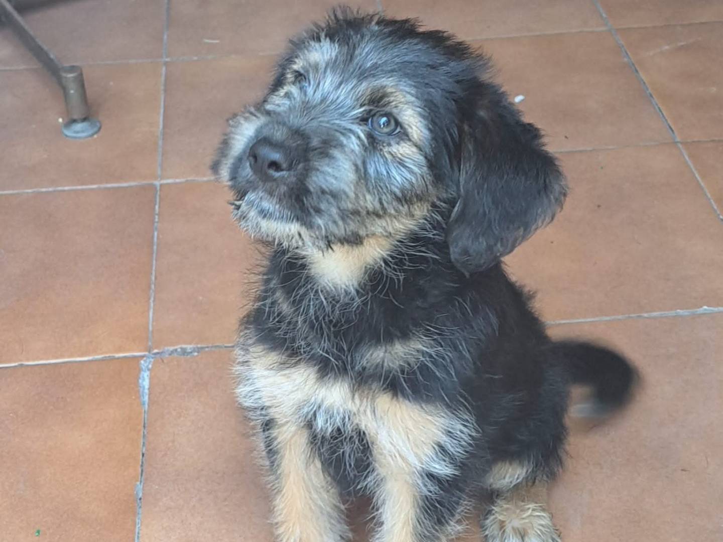 Adozione cane, maschio, Razza sconosciuta Razza sconosciuta, 2 mesi, taglia media contenuta, Milano