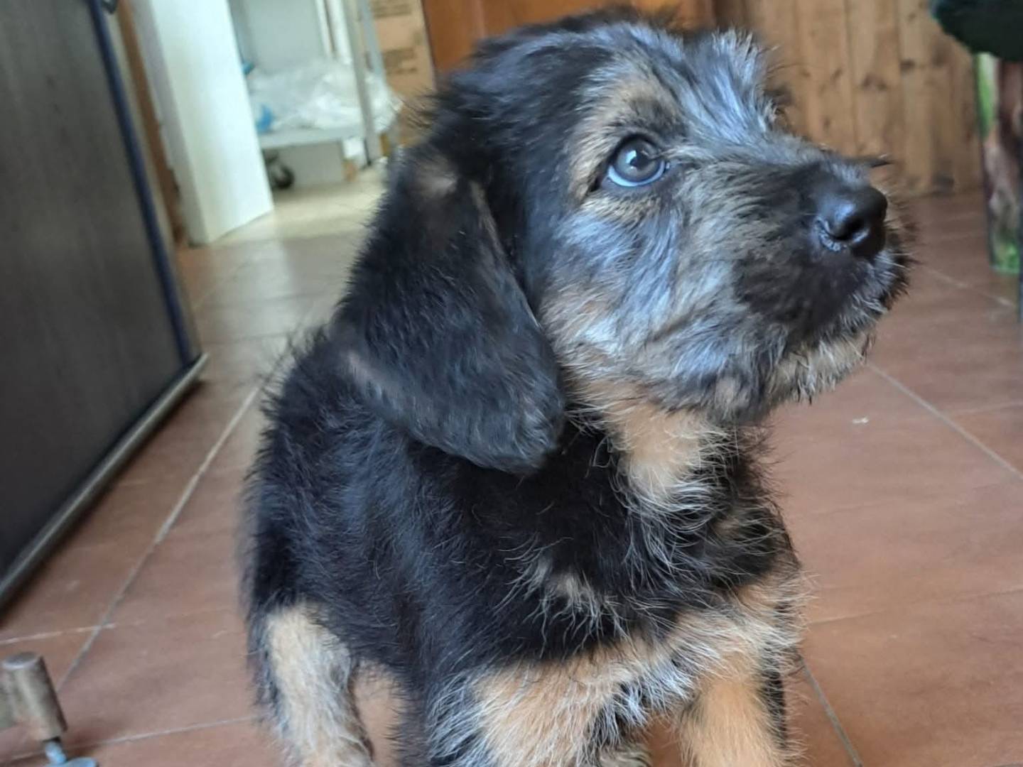Adotta un cane, maschio, 2 mesi, Milano