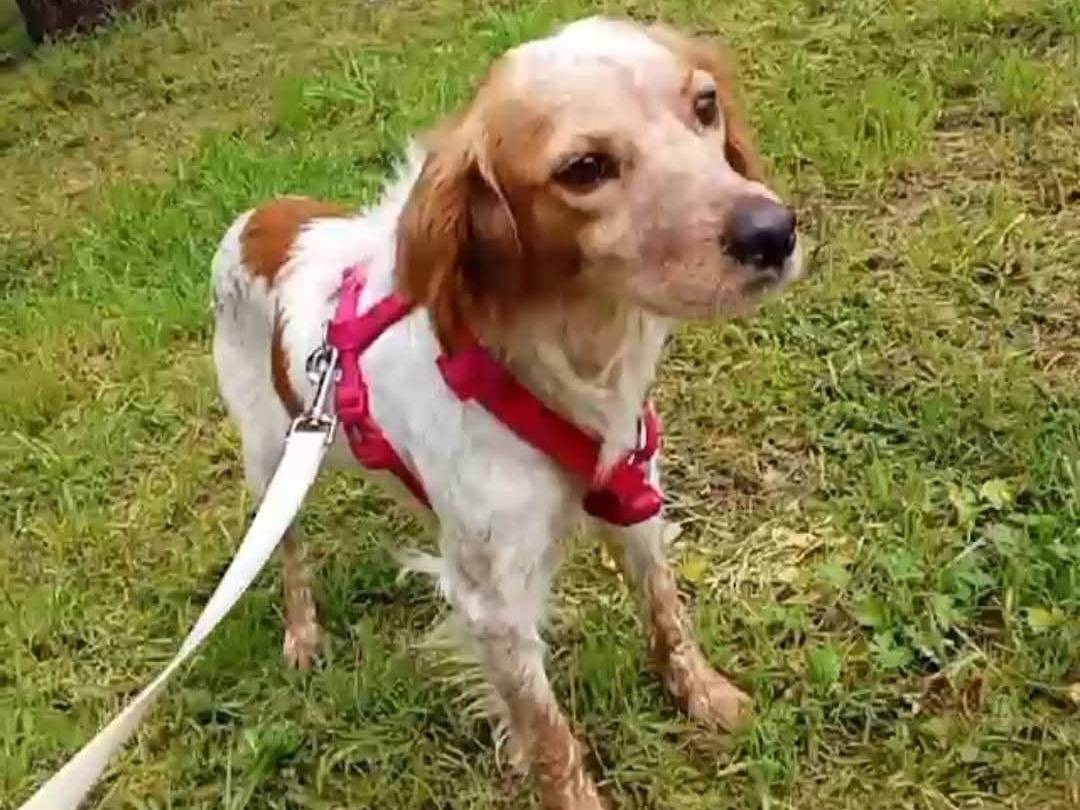 Adozione cane, femmina, Breton Razza sconosciuta, 2 anni e 1 mese, taglia piccola, Milano