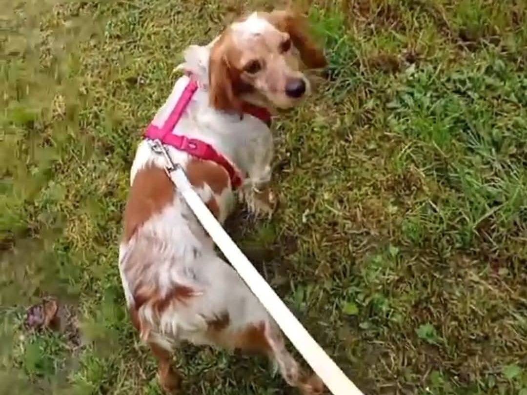 Adotta un cane, femmina, 2 anni e 1 mese, Milano