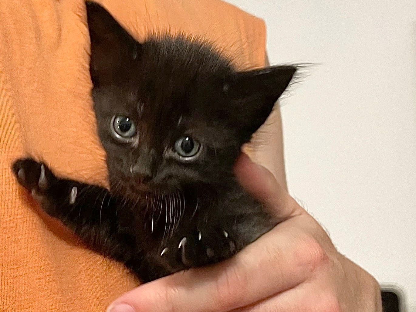 Adozione gatto, femmina, Razza sconosciuta Razza sconosciuta, 2 settimane, taglia non valida, Milano