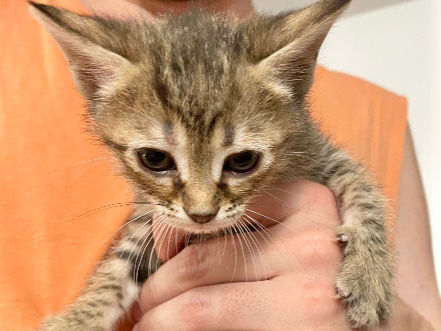 Adozione gatto, femmina, Razza sconosciuta Razza sconosciuta, 2 settimane, taglia non valida, Milano