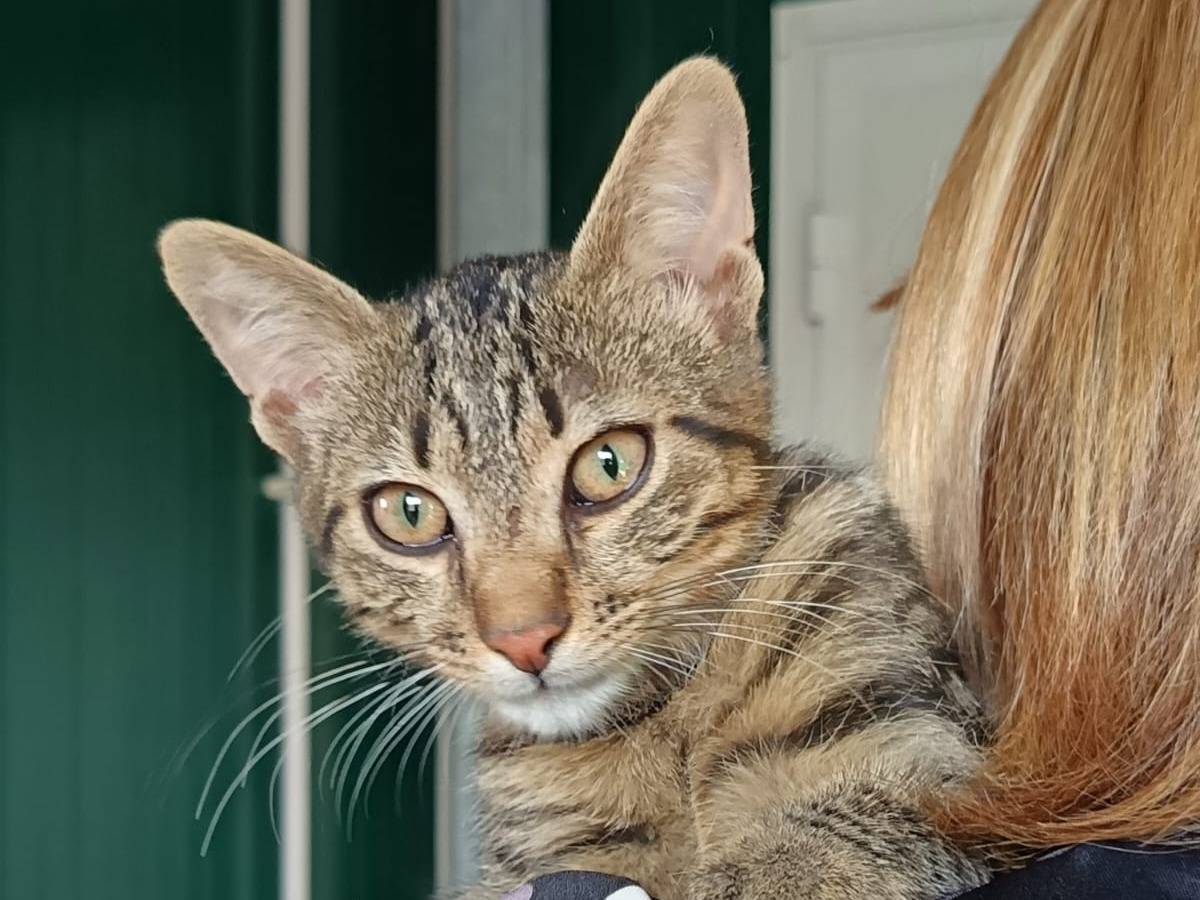 Adozione gatto, maschio, Razza sconosciuta Razza sconosciuta, 4 mesi, taglia non valida, Pisa