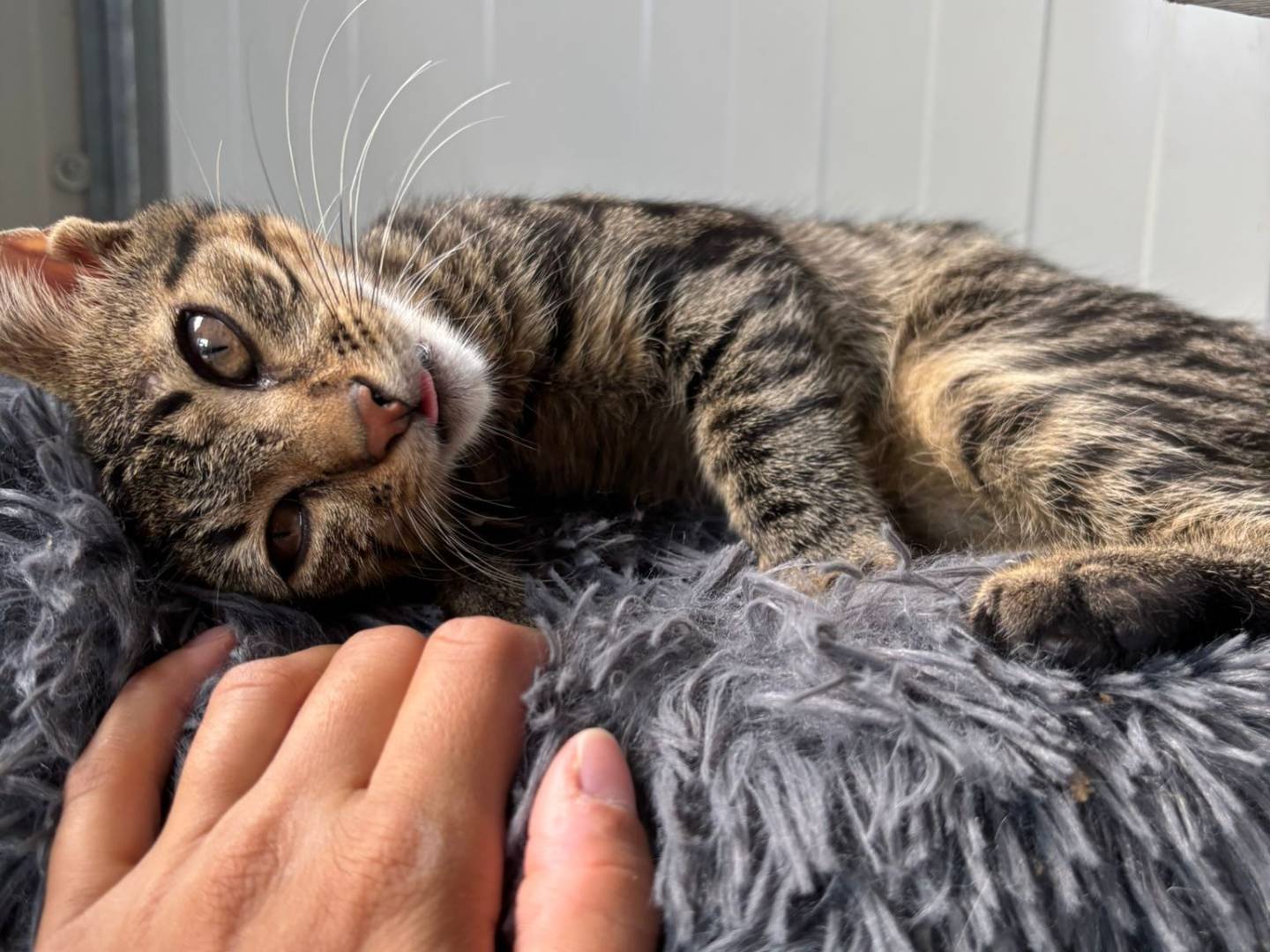 Vuoi adottare un gatto a Pisa?