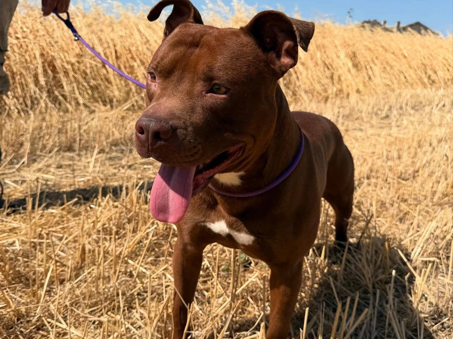 Adozione cane, maschio, Pitbull Razza sconosciuta, 1 anno e 6 mesi, taglia media, Matera