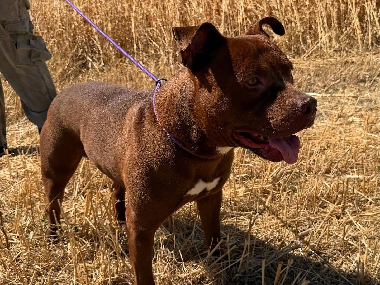 Adotta un cane, maschio, 1 anno e 6 mesi, Matera