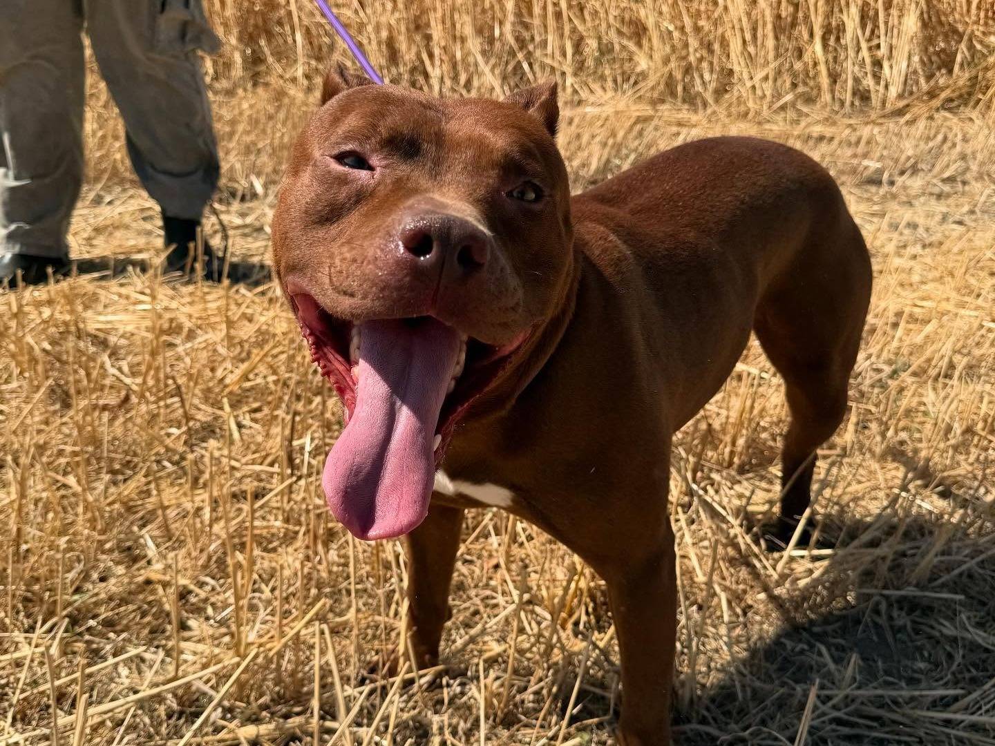 Adotta un cane, taglia media, maschio, Matera