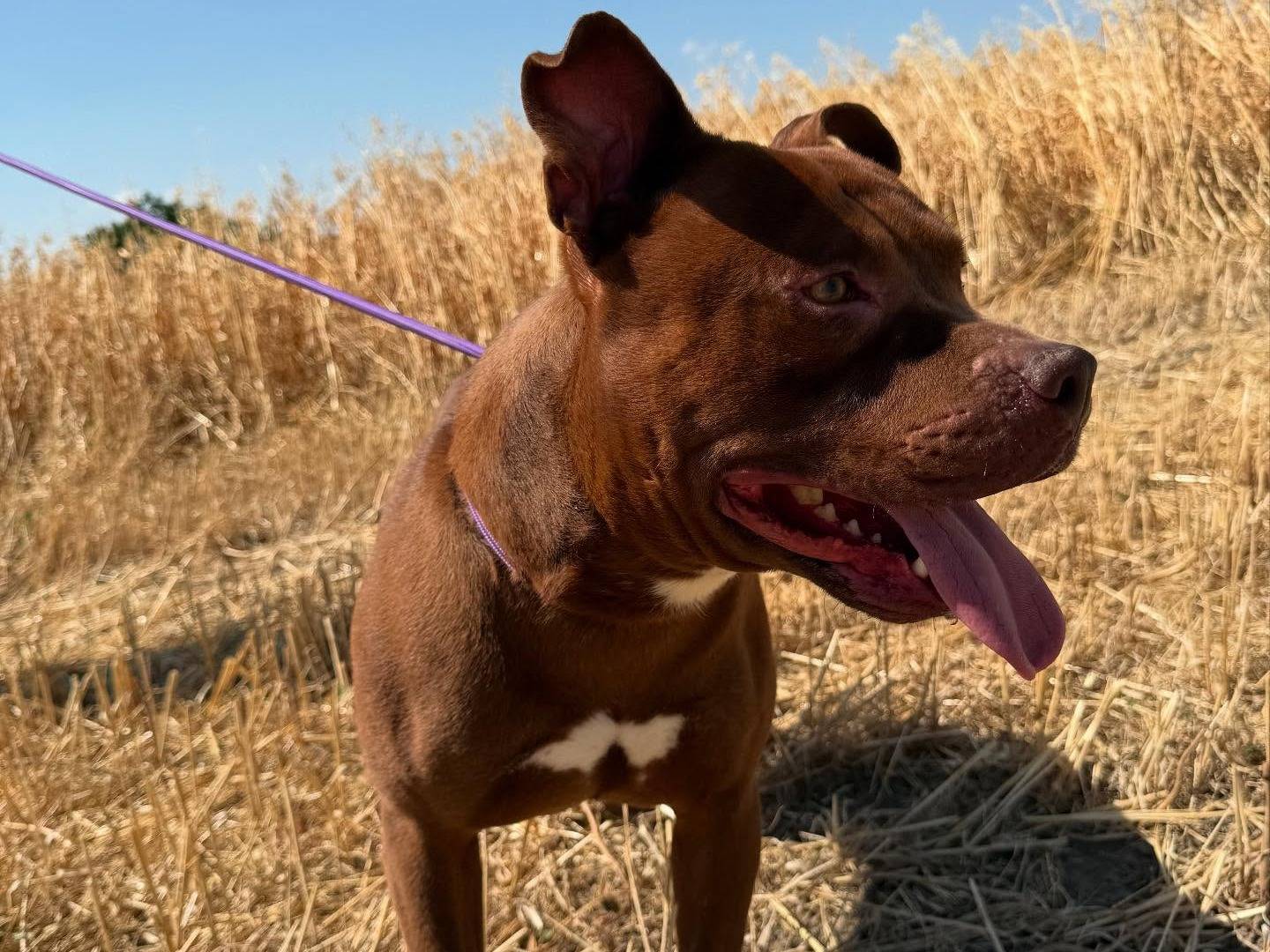 Vuoi adottare un cane a Matera?