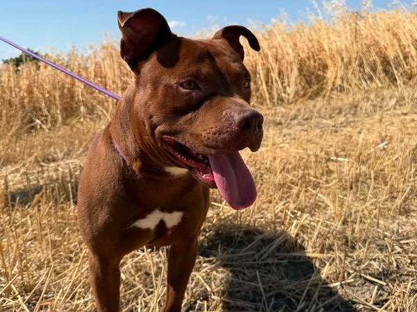 Adotta il cane Raiden a Matera