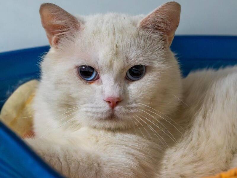 Adozione gatto, maschio, Razza sconosciuta Razza sconosciuta, 1 anno e 4 mesi, taglia non valida, Monza