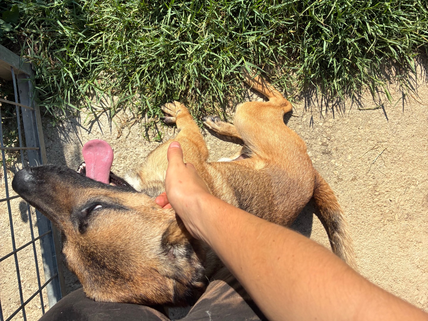 Vuoi adottare un cane a Caserta?