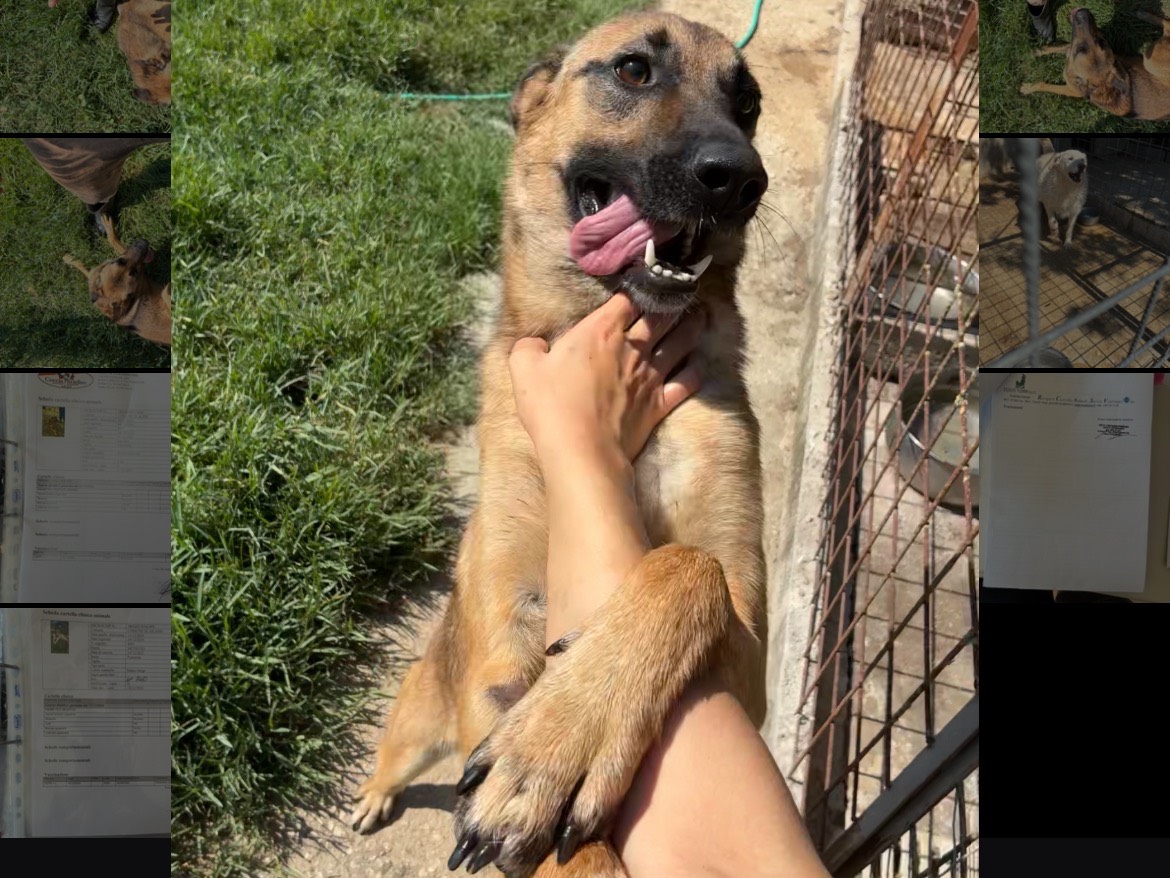 Adotta il cane Malick a Caserta