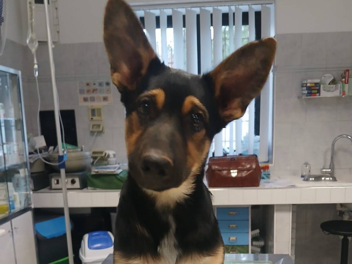 Adozione cane, maschio, Pastore tedesco Razza sconosciuta, 2 mesi, taglia grande, Bari