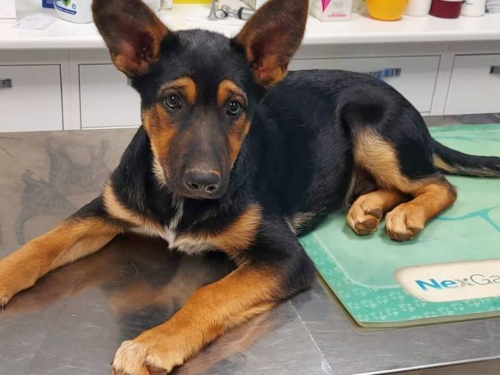 Adotta un cane, maschio, 2 mesi, Bari