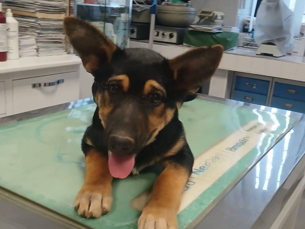 Adotta un cane, taglia grande, maschio, Bari