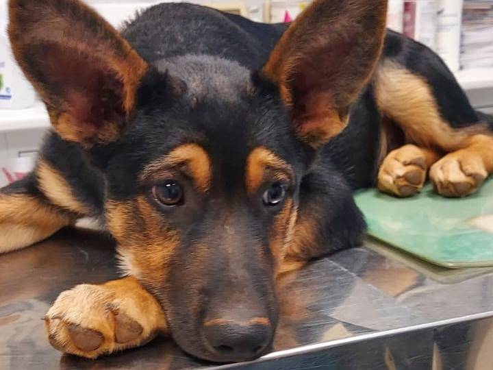 Vuoi adottare un cane a Bari?