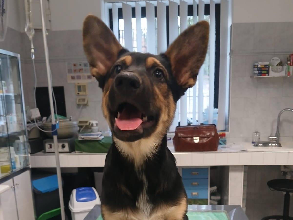 Adotta il cane Rex  a Bari