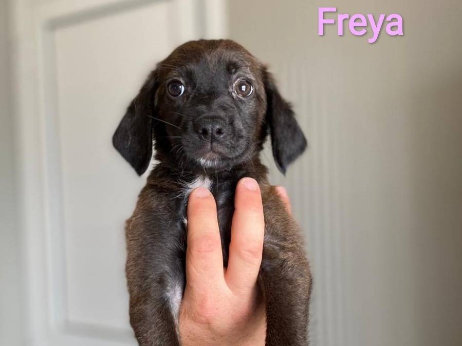 Adozione cane, femmina, Razza sconosciuta Razza sconosciuta, 2 mesi, taglia media contenuta, Chieti