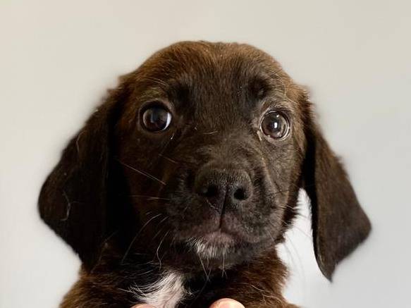 Adotta un cane, femmina, 2 mesi, Chieti