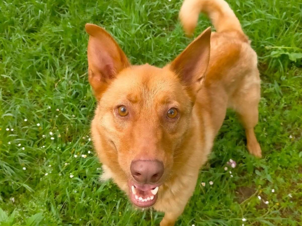Adotta un cane, maschio, 6 anni, Pordenone