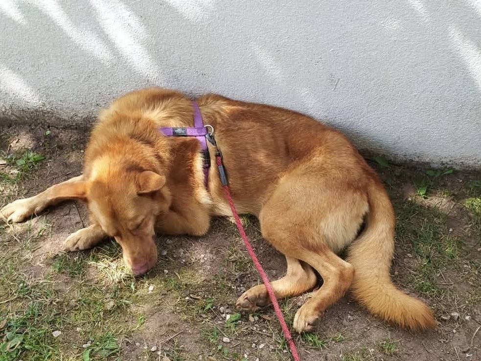 Adotta il cane Polo a Pordenone