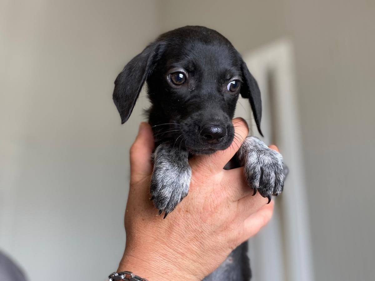 Adozione cane, femmina, Razza sconosciuta Razza sconosciuta, 2 mesi, taglia media contenuta, Chieti