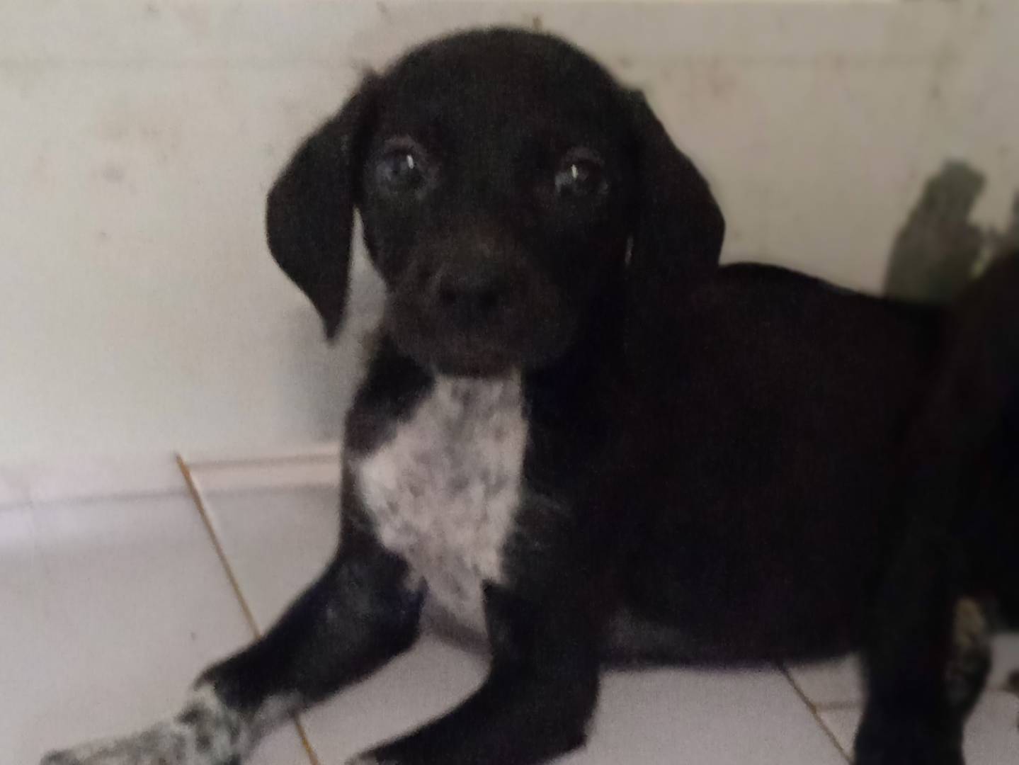 Adotta un cane, femmina, 2 mesi, Chieti