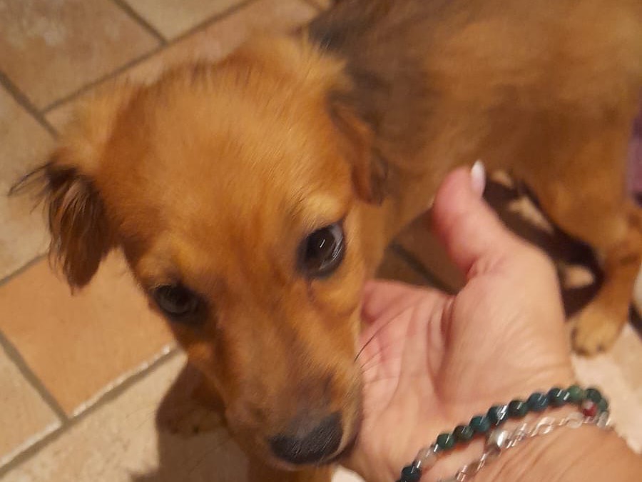 Adozione cane, femmina, Razza sconosciuta Razza sconosciuta, 5 mesi, taglia piccola, Benevento