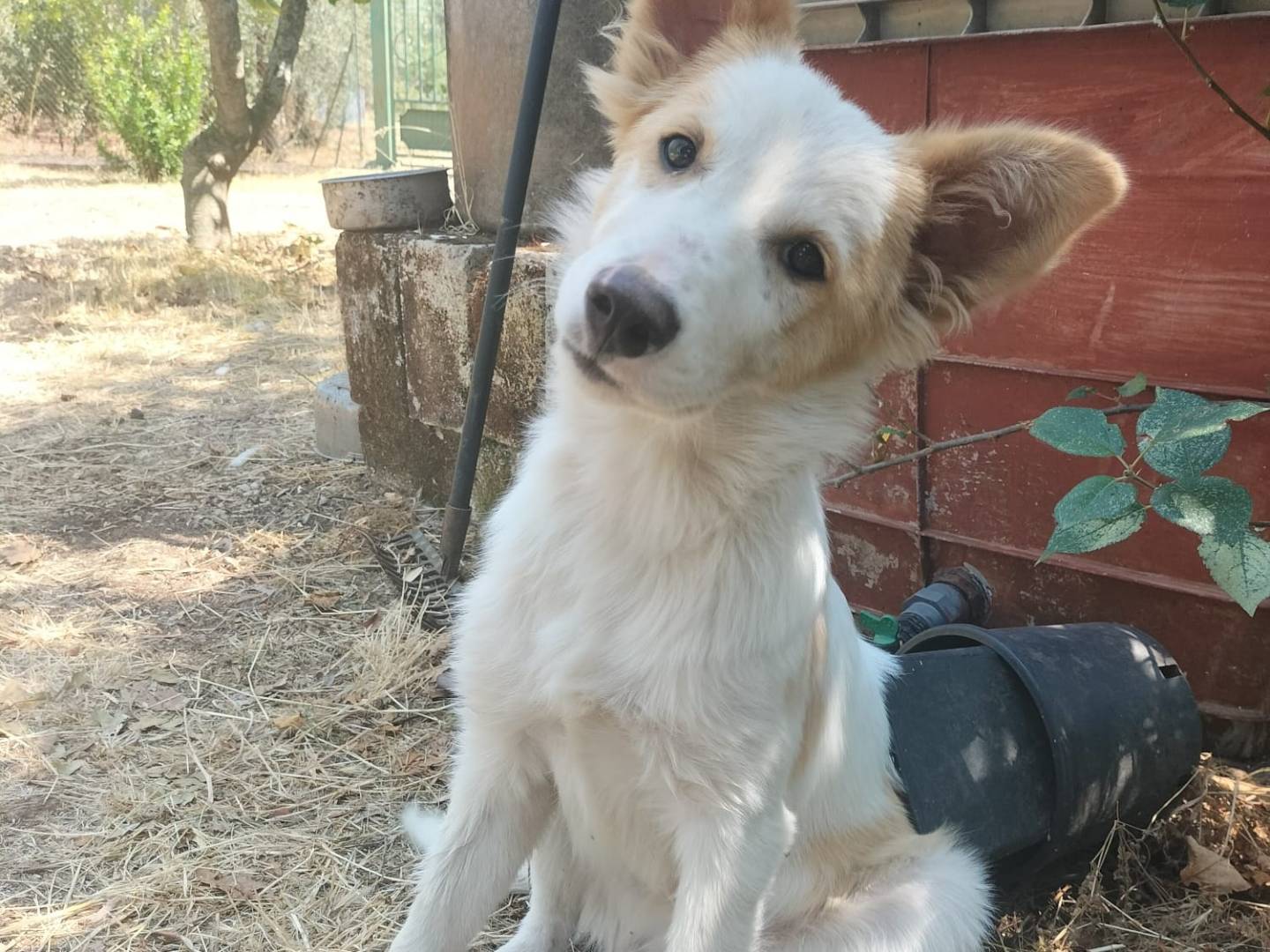 Adozione cane, maschio, Razza sconosciuta Razza sconosciuta, 6 mesi, taglia piccola, Potenza