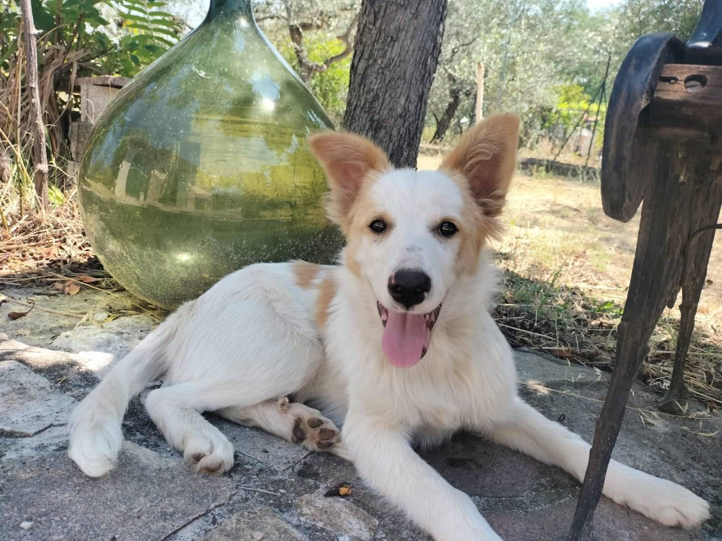 Adotta un cane, maschio, 6 mesi, Potenza