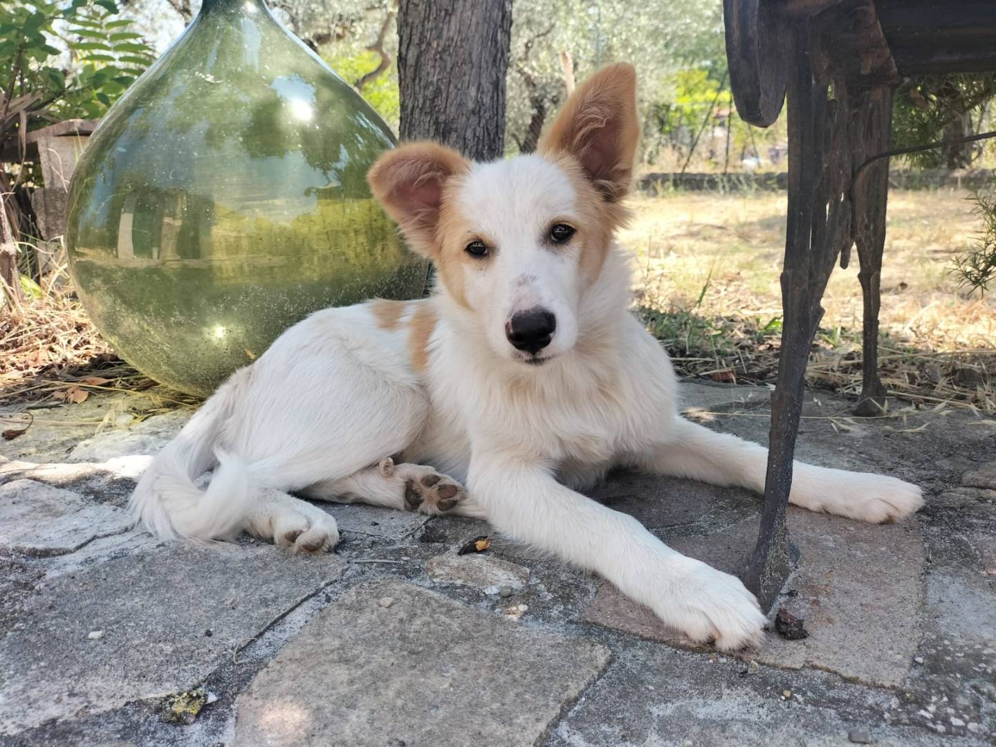 Adotta un cane, taglia piccola, maschio, Potenza