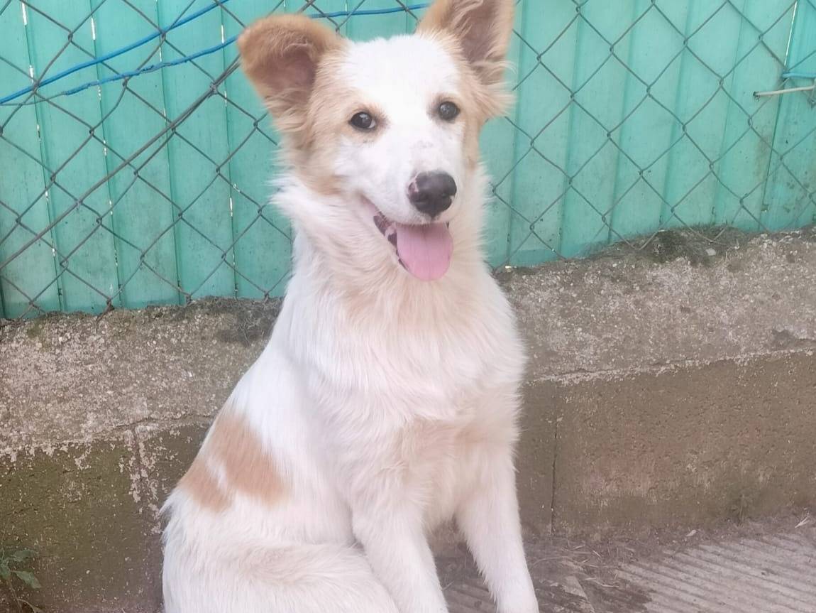 Vuoi adottare un cane a Potenza?