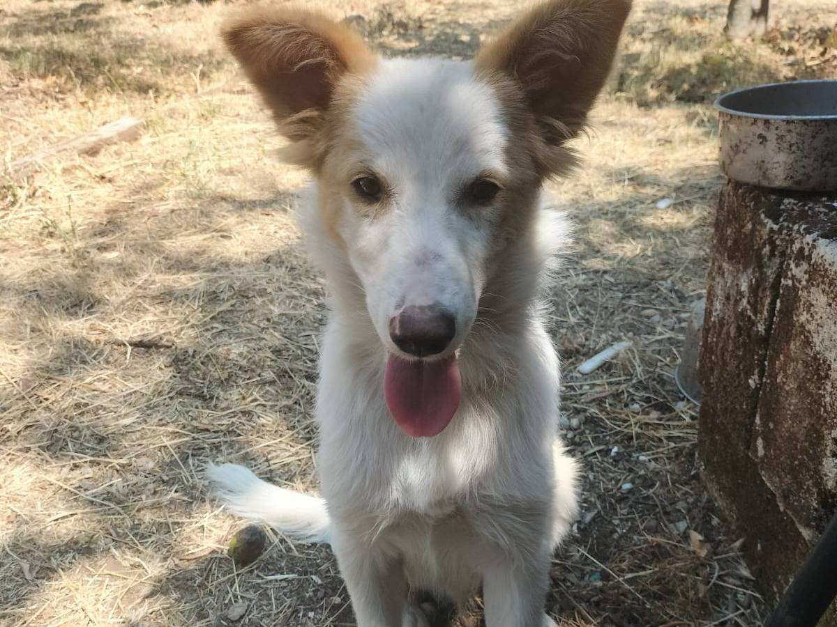 Adotta il cane Artù  a Potenza