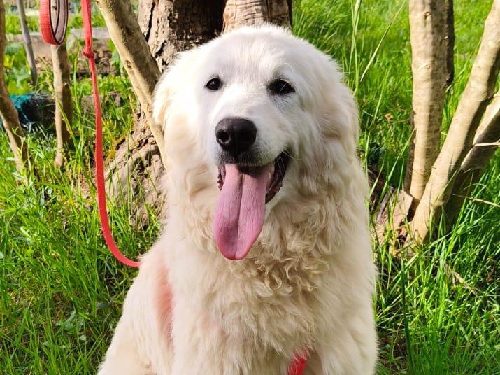 Adozione cane, femmina, Razza sconosciuta Razza sconosciuta, 8 mesi, taglia media, Benevento