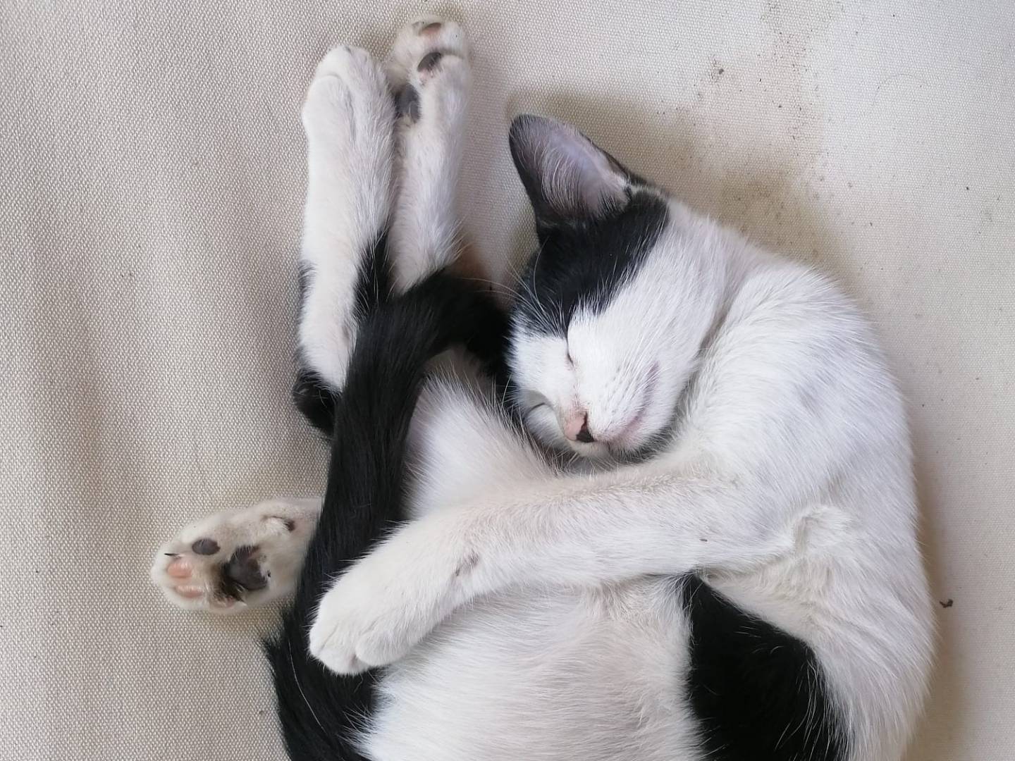 Adozione gatto, maschio, Razza sconosciuta Razza sconosciuta, 2 mesi, taglia non valida, Napoli