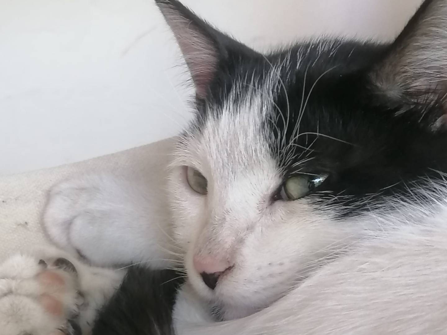 Adotta un gatto, maschio, 2 mesi, Napoli