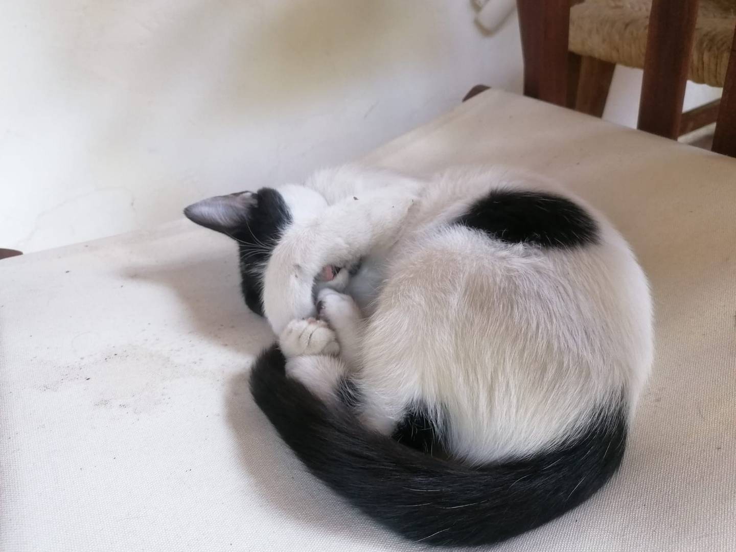 Adotta un gatto, taglia non valida, maschio, Napoli
