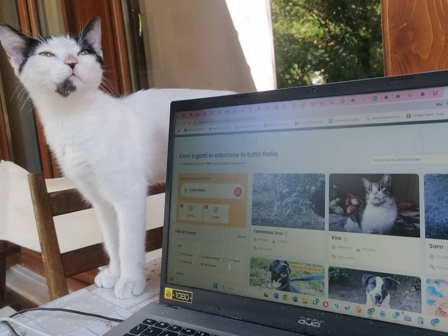 Vuoi adottare un gatto a Napoli?